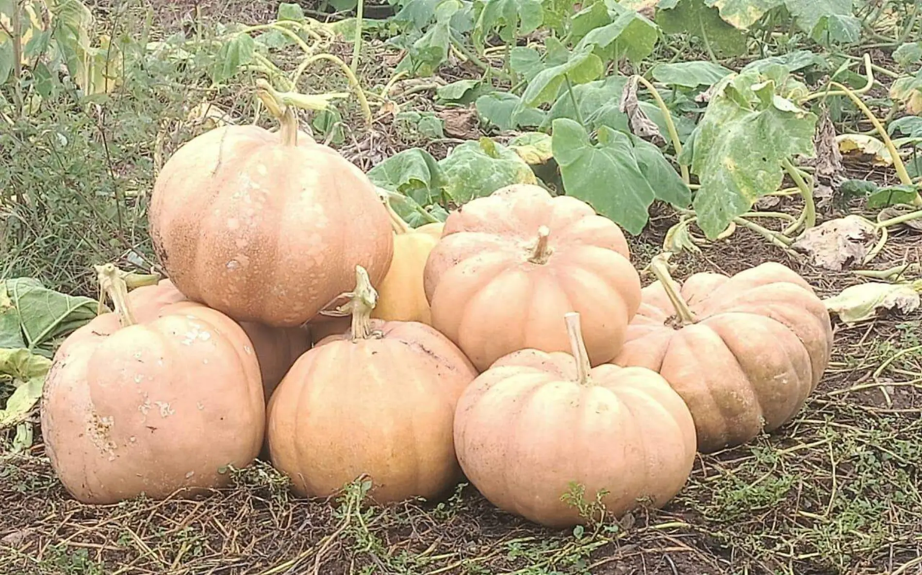 Altamira presume siembra de calabaza de Castilla 